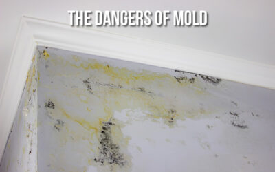The Dangers of Mold: How to Identify and Prevent Exposure