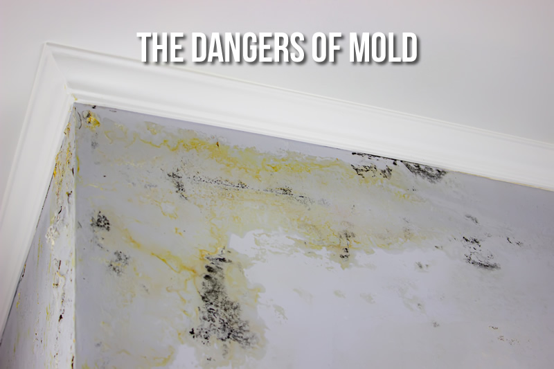 The Dangers of Mold: How to Identify and Prevent Exposure