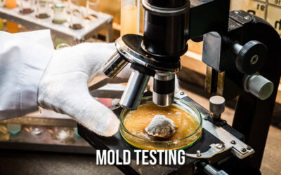 The Differences Between DIY and Professional Mold Testing: Which is Right for You?